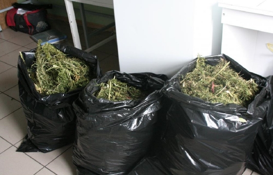 50 кг марихуаны изъяли у наркоборона из Астрахани