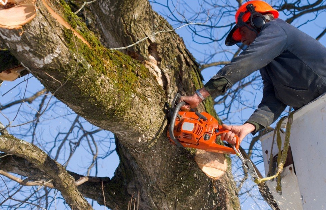 Убрать упавшие ветки и деревья на Кубани помогла система «Инцидент менеджмента»