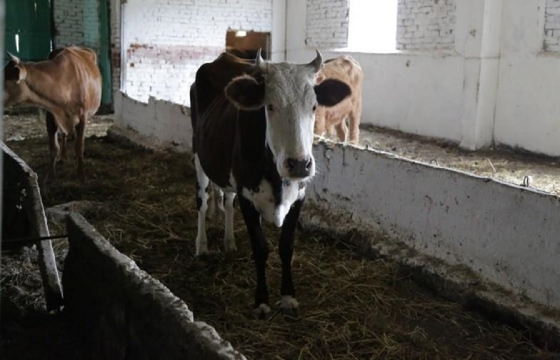 Дагестанец избил сторожа «штрафстоянки» для безнадзорного скота