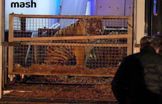 Дагестанский зоопарк не получит итальянских тигров из-за пограничников