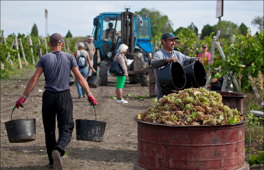 Депутат Госдумы Демченко обсудил с аграриями уборку винограда
