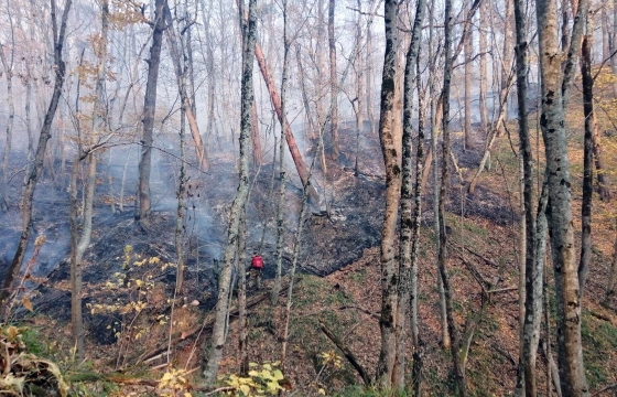 Битва за Планческие скалы: как добровольцы тушили лесной пожар на Кубани