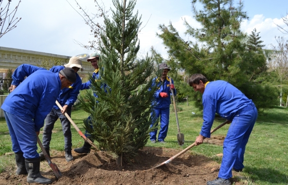 Система «Инцидент менеджмент» рассказала о будущем деревьев на «тропе здоровья» в Краснодаре