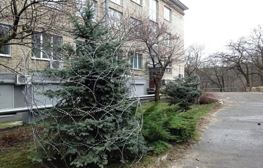 В Ростове опровергли фейк о елках с защитой
