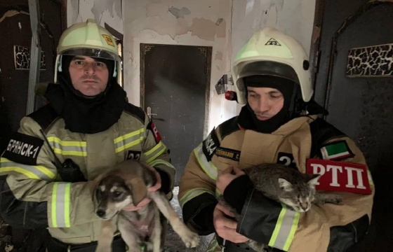 При пожаре приюта в Грозном спасли около 200 собак и кошек