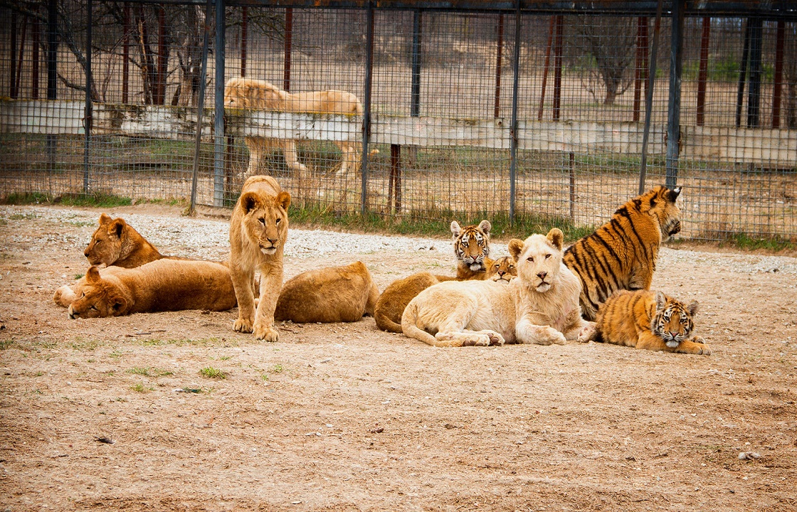 Поклонская раскритиковала владельца парка львов «Тайган»
