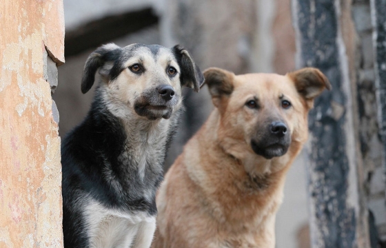МУП Волгограда в пять раз завысил число выловленных бродячих собак
