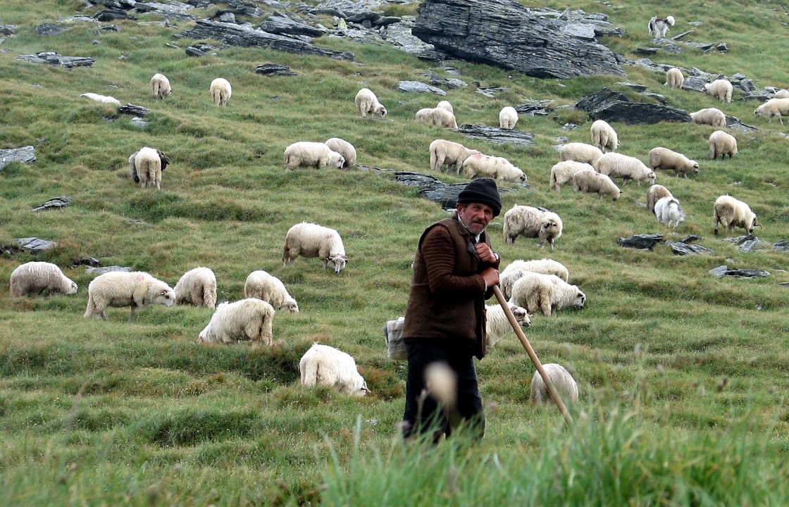 Житель Кабардино-Балкарии тайно ушел из дома, чтобы пасти овец
