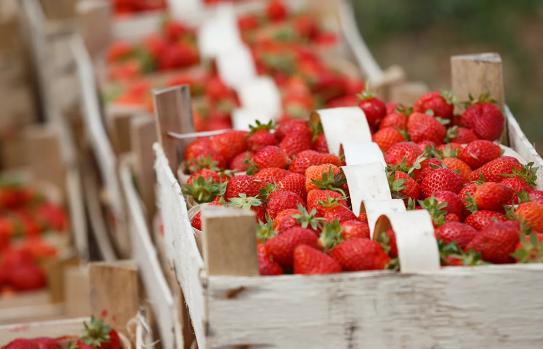 Кубань заняла пятое место в России по объему собранных ягодных культур