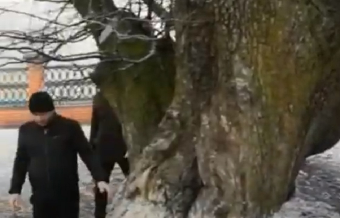 В Ингушетии спилили священную грушу баталхаджинцев - медиа