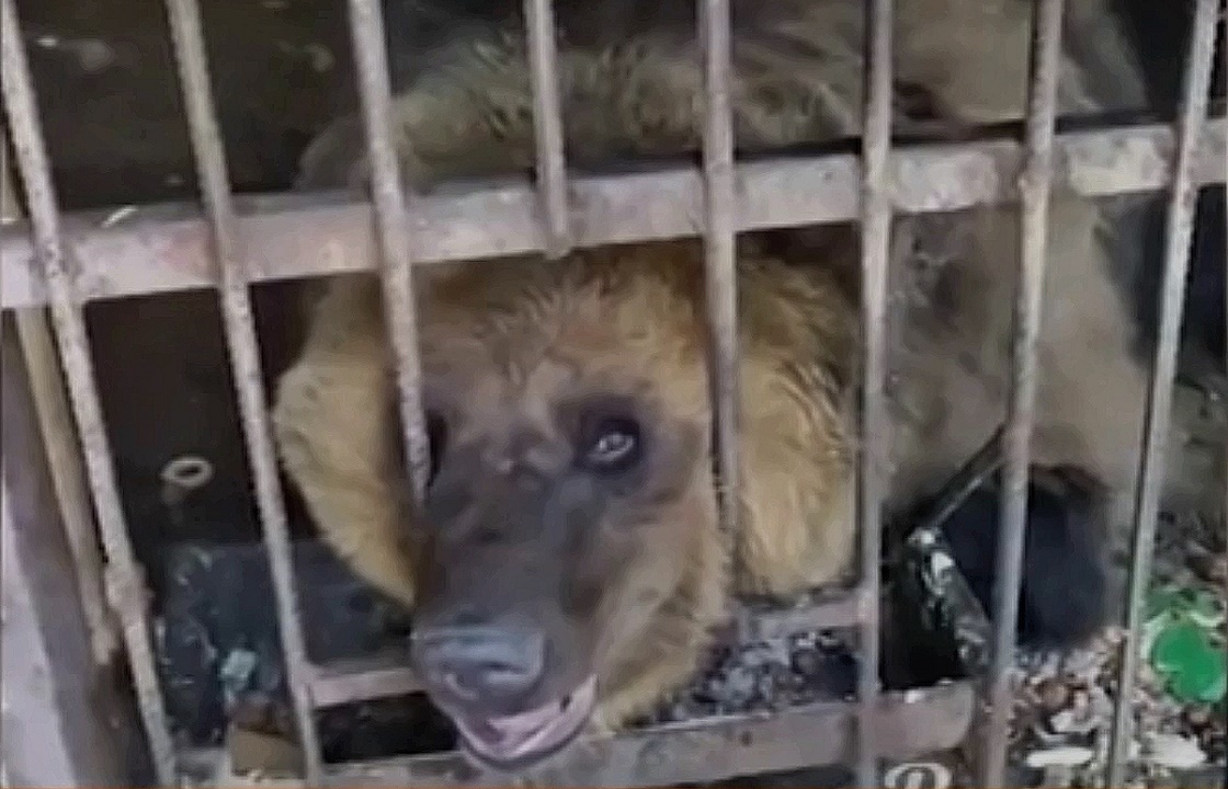 «Пыточная и концлагерь» - прокуратура проверит зоопарк в Таганроге после жалобы посетителя