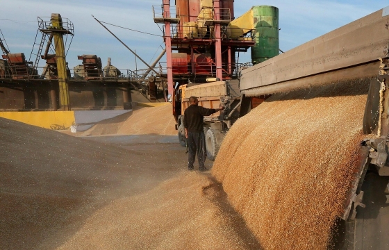Экспорт пшеницы из Краснодарского края вырос на 39%