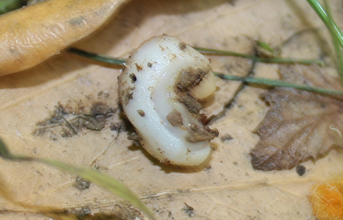 Учеными обнаружен уникальный моллюск, обитающий только в Сочи. Фото