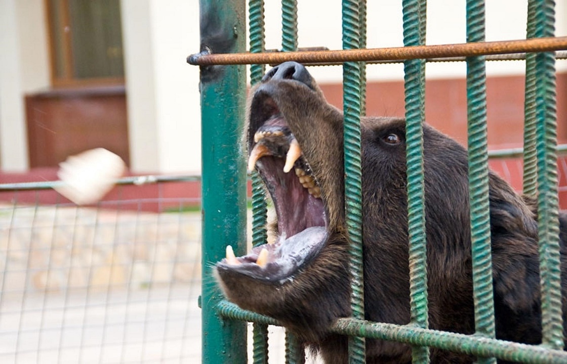 В Сочи после гибели школьника в вольере с медведем закроют мини-зоопарки