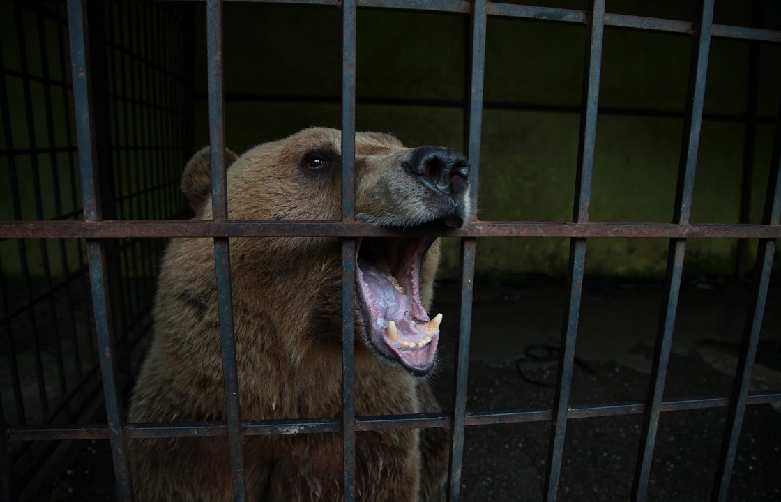 Школьник погиб, попав в клетку с медведем в Сочи