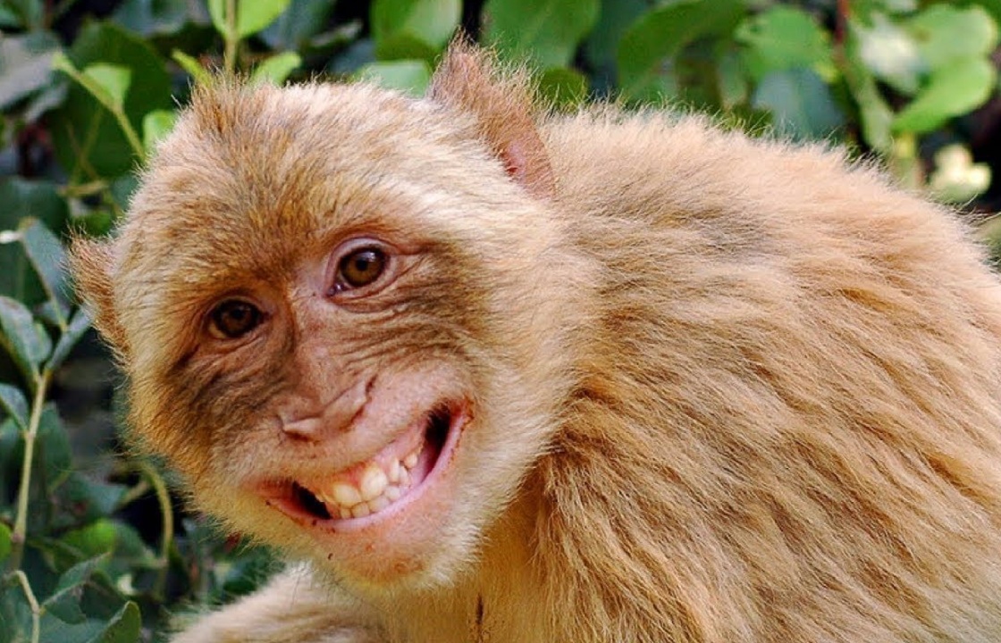 Полиция отобрала обезьянок у фотографа из Сочи