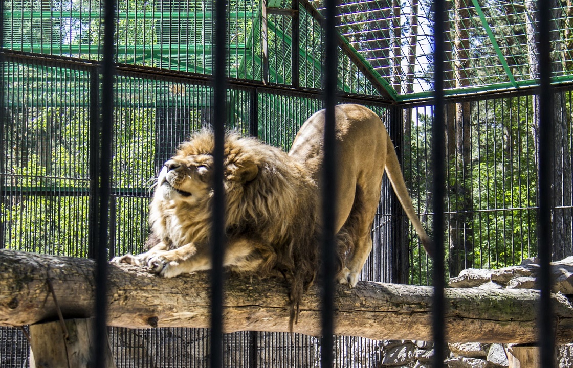 Прокуратура добилась закрытия передвижного зоопарка в Карачаево-Черкесии