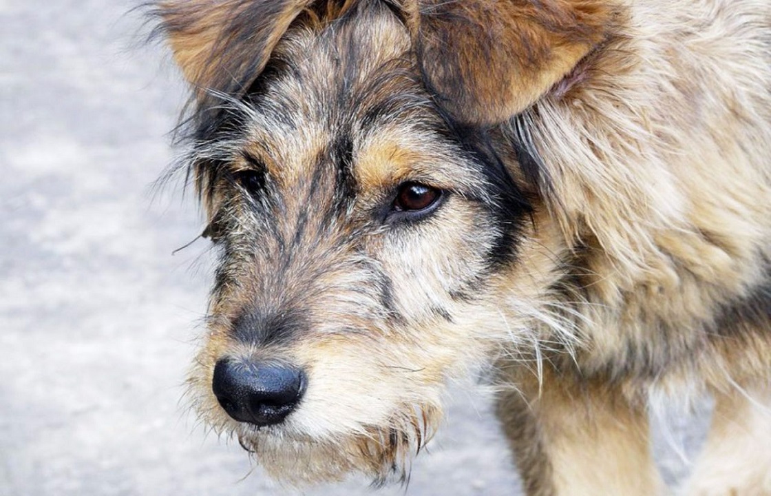 На жителя Ставрополья возбудили дело за садистское убийство собаки