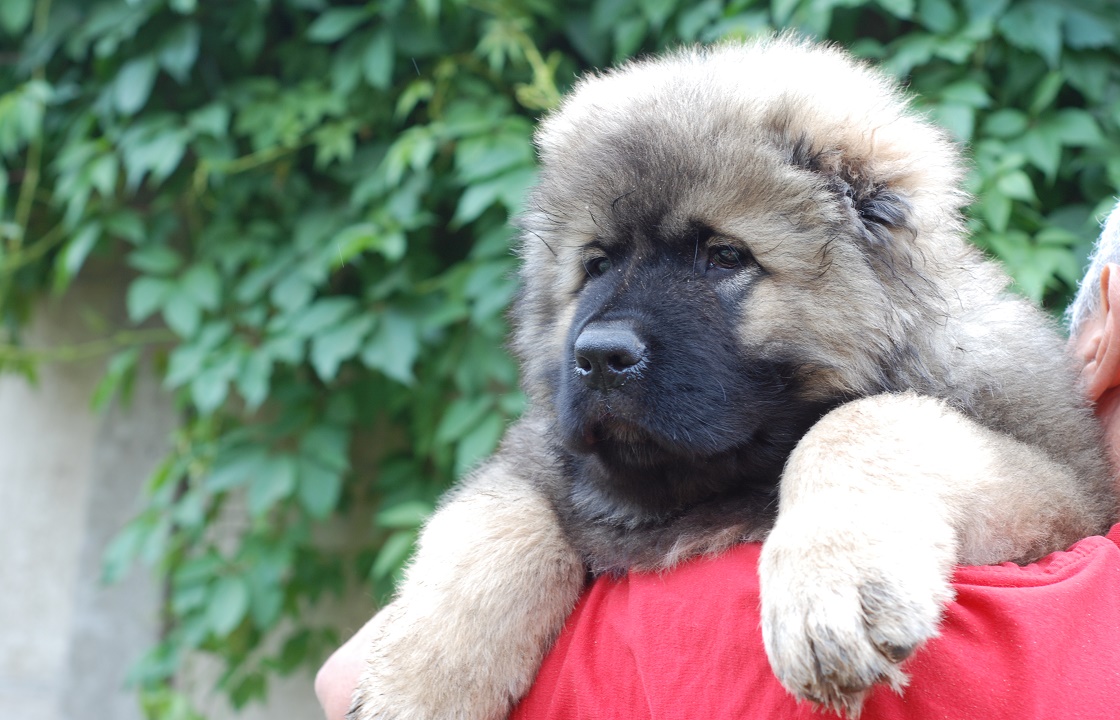 Кражу щенка раскрыли полицейские из Ингушетии