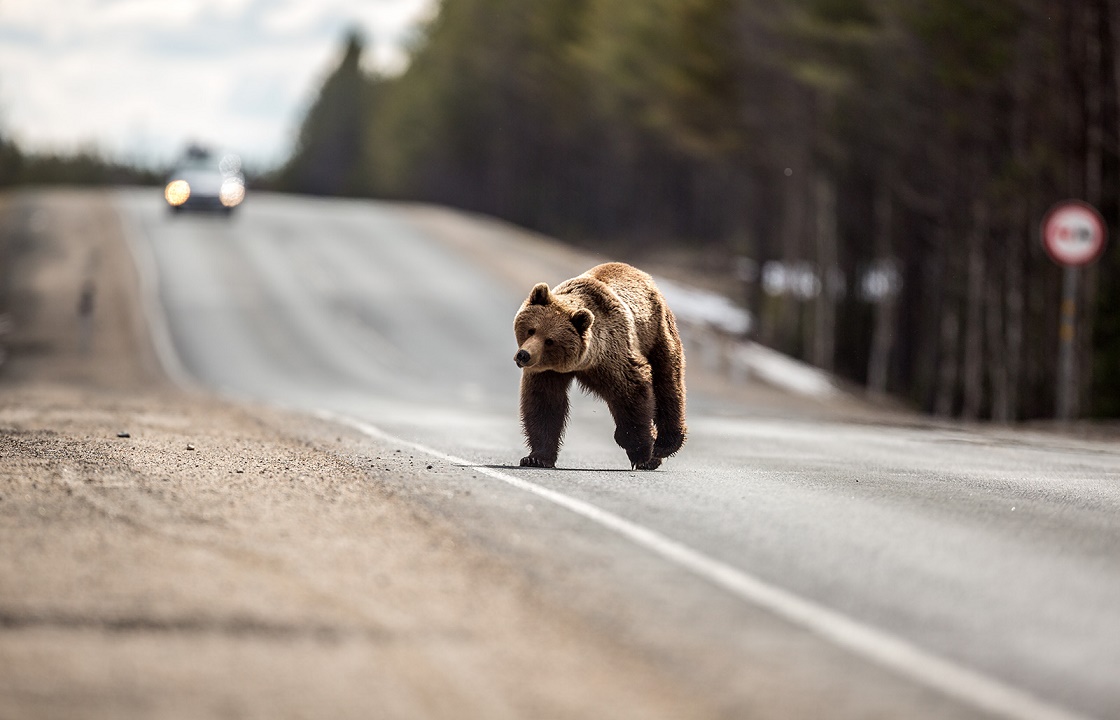 Бегающего по автодороге медведя сняли в Кабардино-Балкарии. Видео