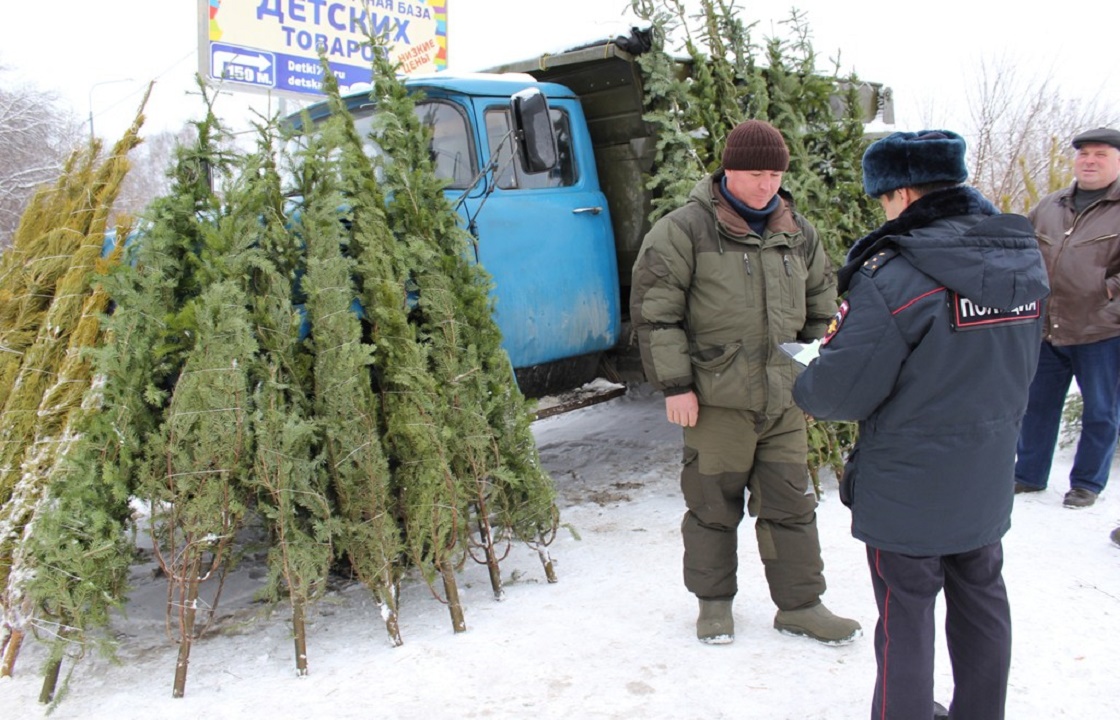 Полторы тысячи незаконно срубленных елок изъяли в Краснодарском крае