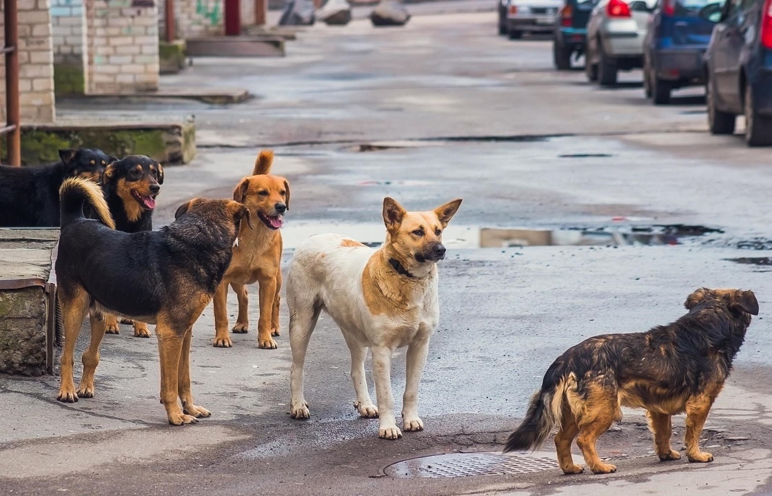 Бездомные собаки искусали детей под Астраханью