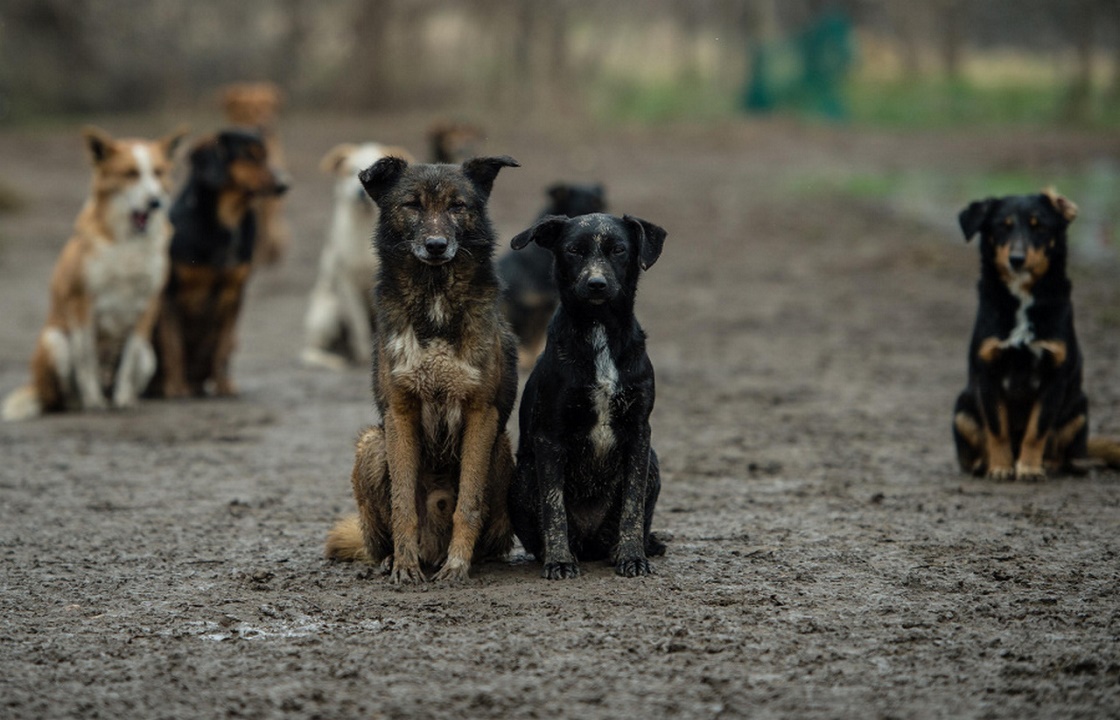 Властей закрытого города под Астраханью накажут за распоясавшихся собак