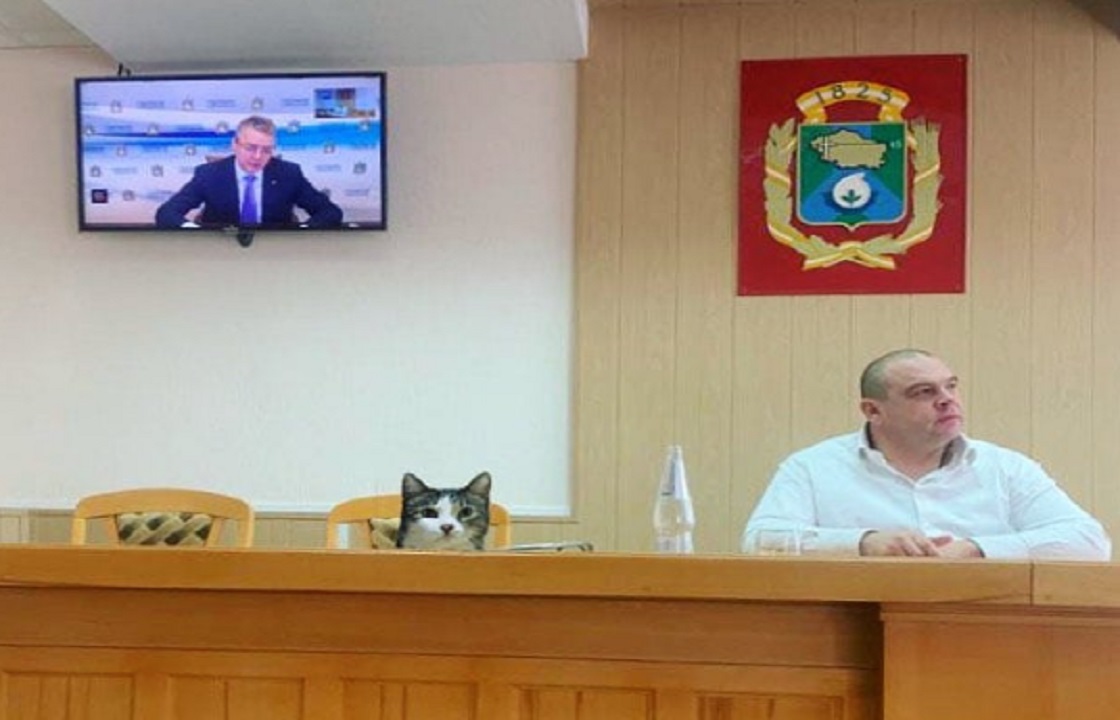Мэр Невинномысска берет кота на планерки с губернатором
