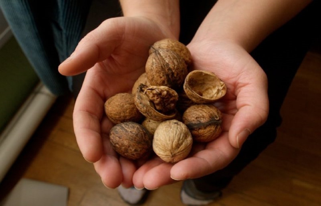 Краснодарцу грозит 20 лет за наркотики в грецких орехах