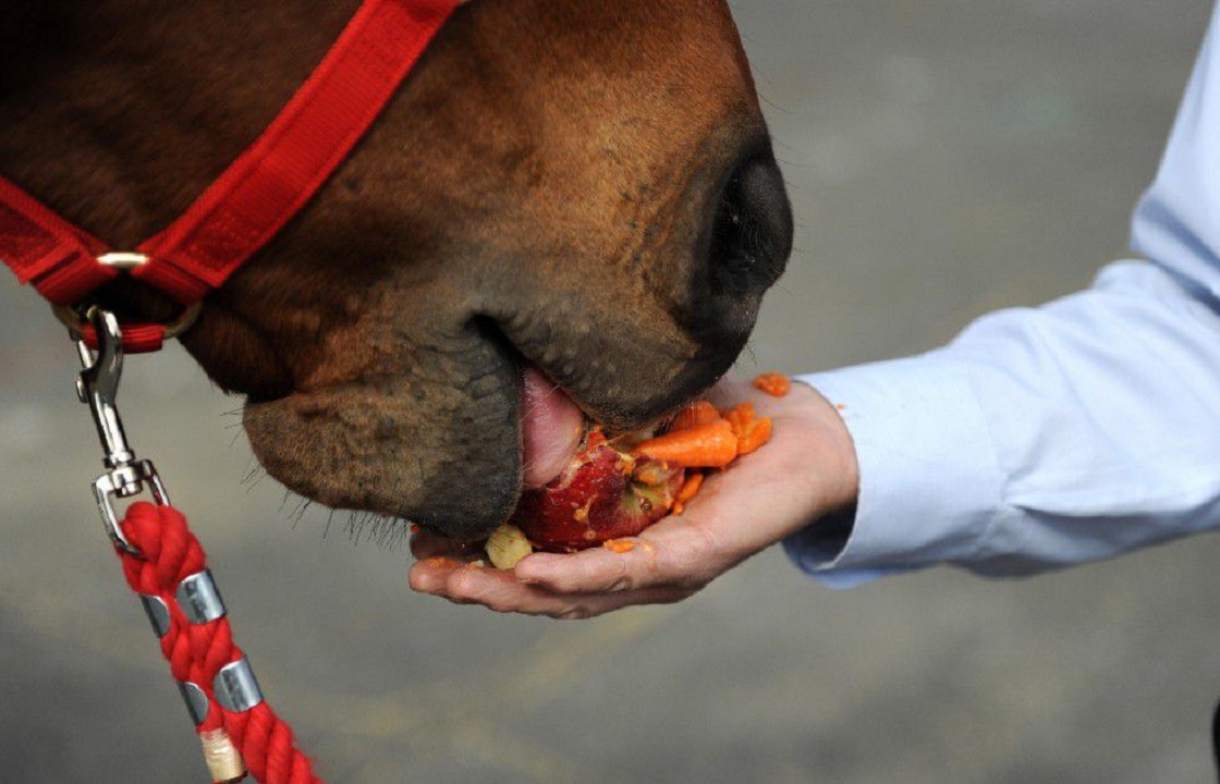 В контактном зоопарке Симферополя, где лошадь укусила девочку, выявили нарушения