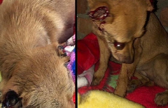 Отрезавший собаке уши житель Моздока получил три года колонии