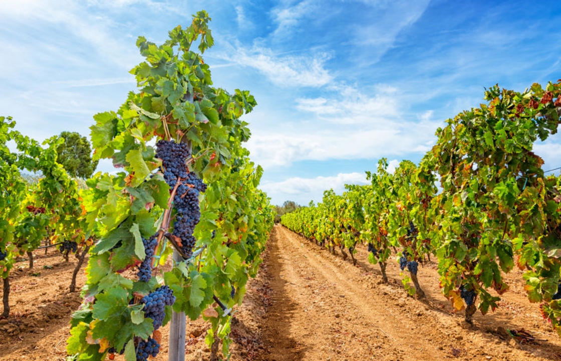 Депутат Госдумы: Сохранение участков для виноградников – это часть последовательной политики по развитию виноградарства