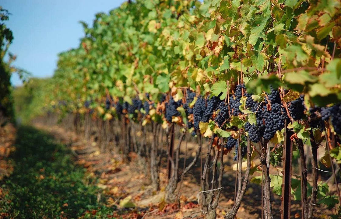 Чтобы купить виноград, житель Севастополя отдал мошеннику 110 тысяч