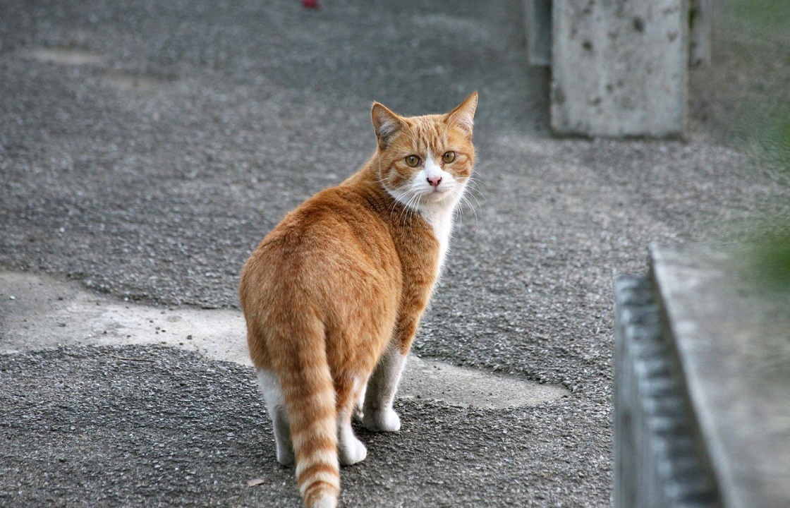 Поджегшим кошек садистам из Краснодара грозит до пяти лет