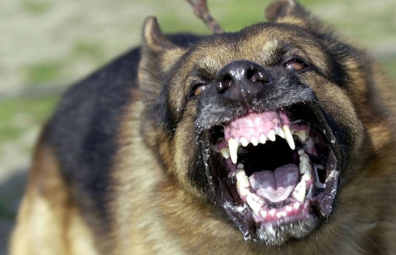 Покусавшего человека бешенного пса расстрелял в Черкесске