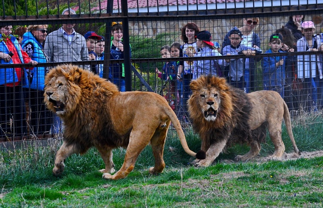 В парке «Тайган» лев покусал годовалого ребенка