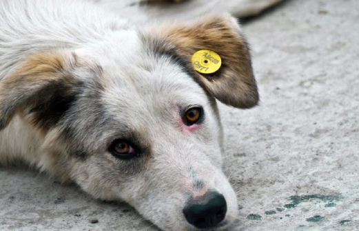 Глава Росприроднадзора разберется с убийством чипированных собак в Волгограде