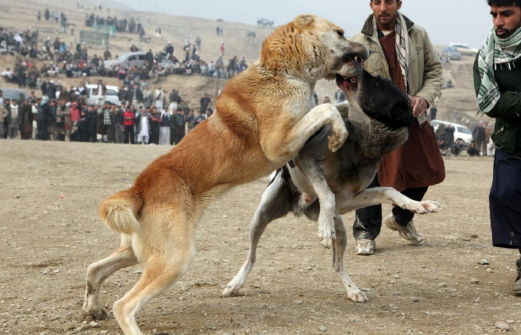Собачьи бои или испытания? Новый скандал на Ставрополье