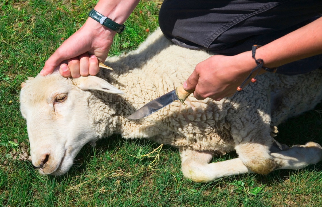Житель Дагестана из мести вырезал больше 200 овец и коз. Видео 18+