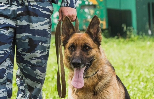 Служебная собака помогла найти потерявшуюся женщину на Кубани