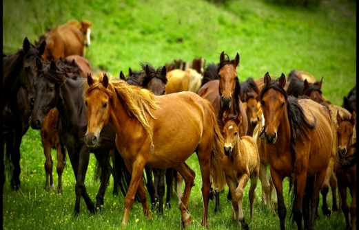 Полицейский из Калмыкии украл табун лошадей