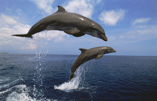 Черноморского дельфина попытались незаконно вывезти из Крыма в Украину