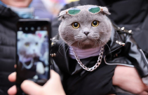 Самого стильного кота выбрали в Грозном. Фото