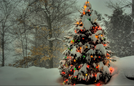 Под самый корешок: в Астрахани ищут похитителей новогодних елок
