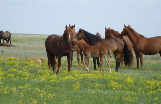 Полицейский из Калмыкии украл 150 лошадей