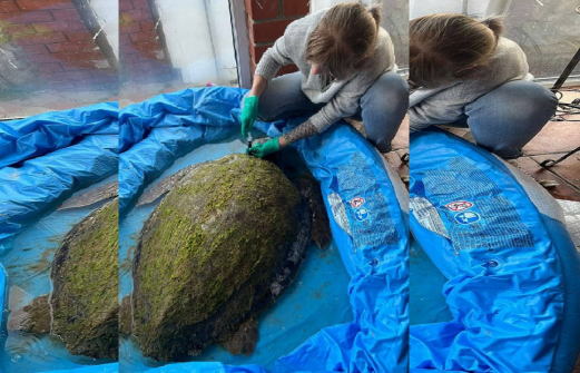 Зоологам не далось спасти оказавшуюся в Анапе гигантскую черепаху