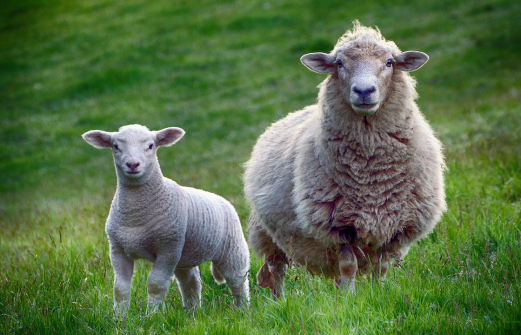 Группу овцекрадов задержали в Карачаево-Черкесии