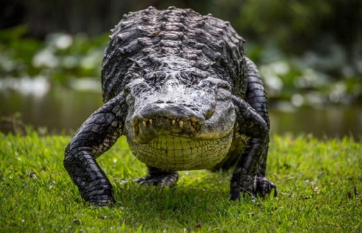 Сбежавшего крокодила неделю ищут под Ростовом