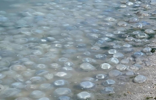 Туристы сняли нашествие медуз в Азовском море. Видео