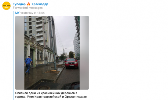 Администрация Краснодара объяснила, зачем спилили красивые ясени на Орджоникидзе
